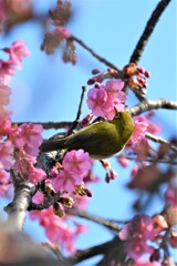 河津桜と