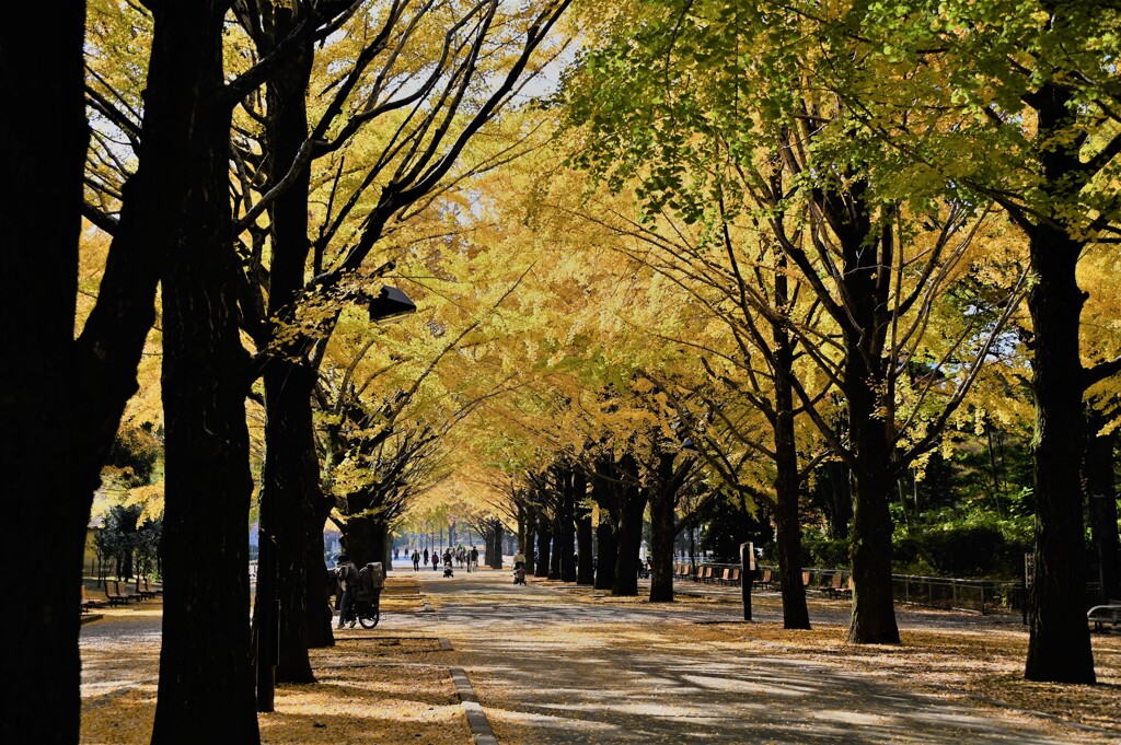 黄葉の公園