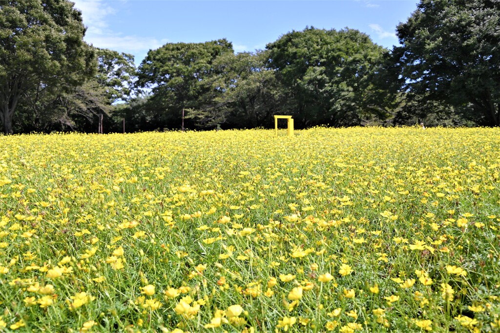 黄色の絨毯