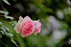 春薔薇