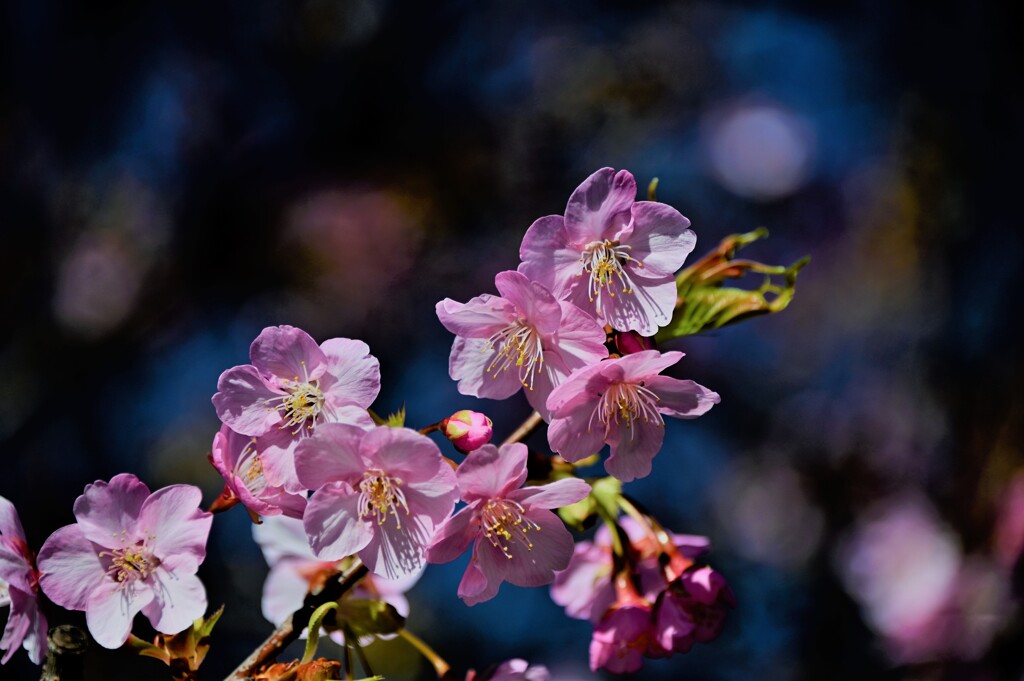 河津桜