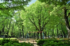 新緑の公園２