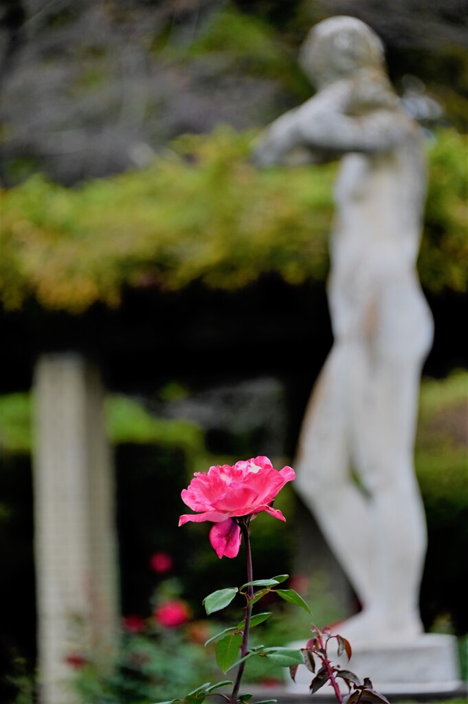 薔薇の想い