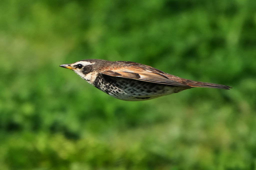 ツグミの飛翔