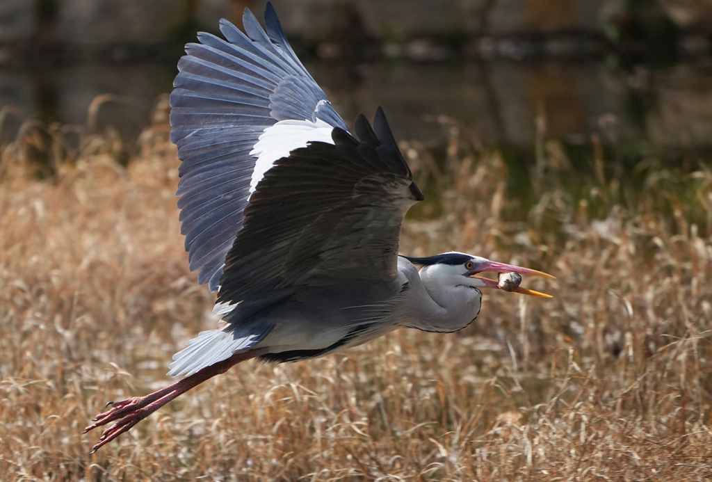 ナイスキャッチ