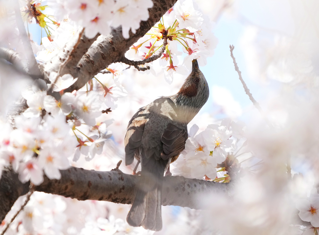 桜とヒヨドリ