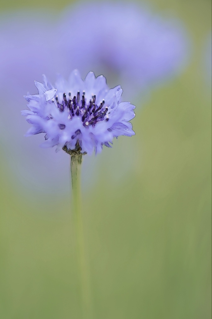 矢車の花
