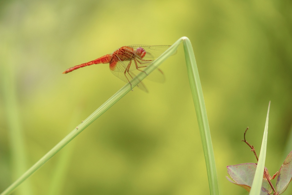 ショウジョウトンボのオス