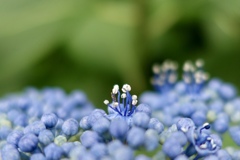 赤　青　黄色の青d(^_^o)