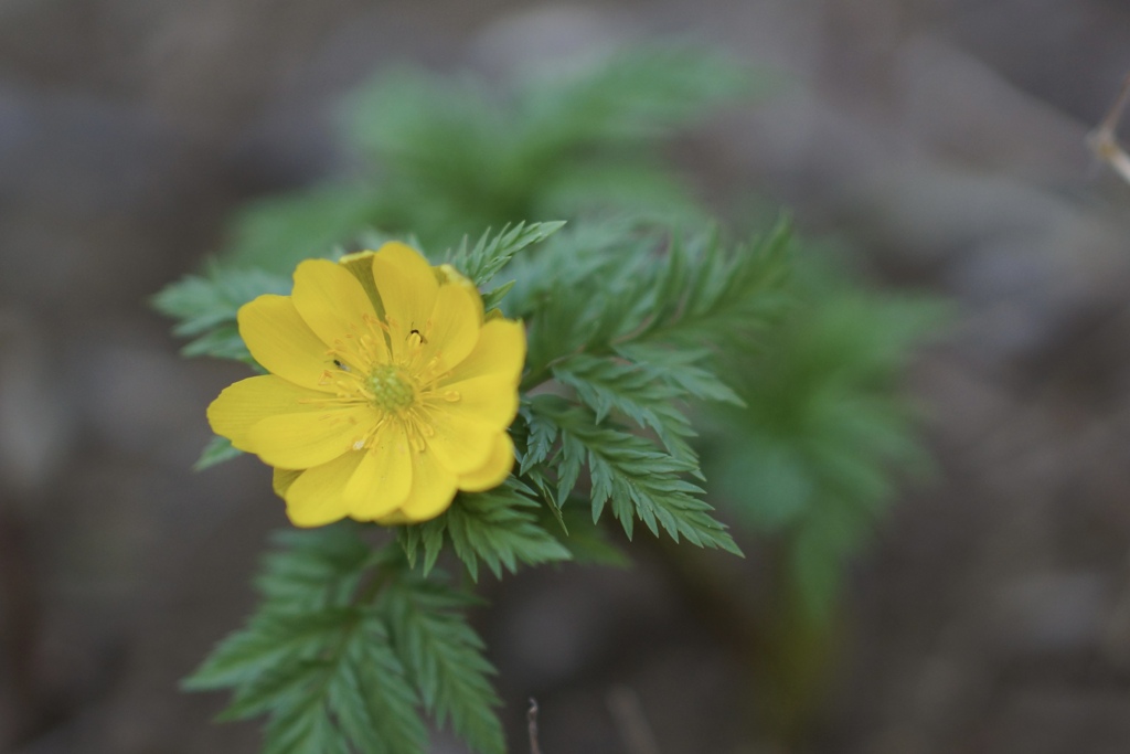 春を探しに散歩道