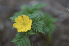 春を探しに散歩道