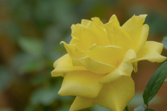 平和の花　咲いてますか。