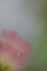 ネムの木のささやき