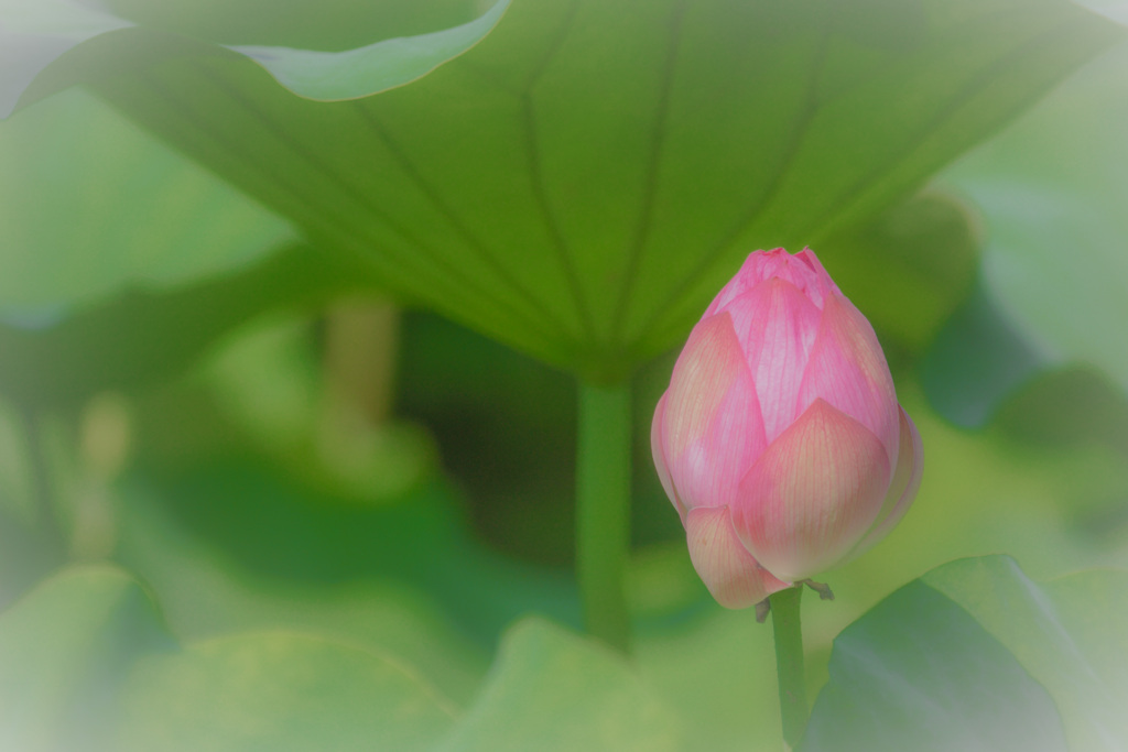 蓮のつぼみ