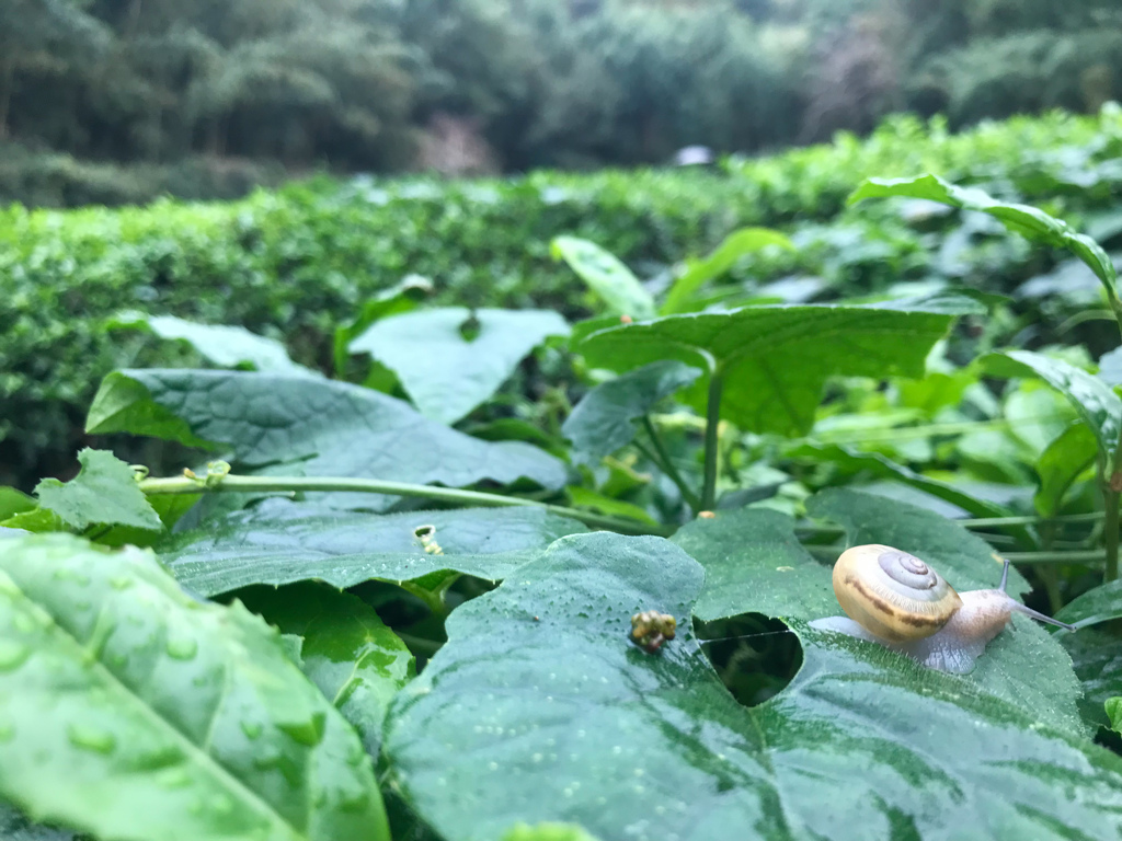 雨の茶畑　かたつむり