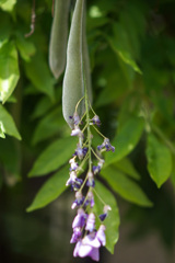 藤の豆と二度咲きの花と