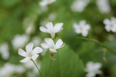 白い花