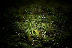 雨の日の夜