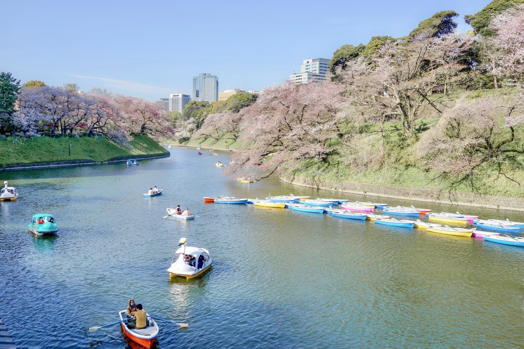 千鳥ヶ淵のさくら