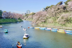 千鳥ヶ淵のさくら