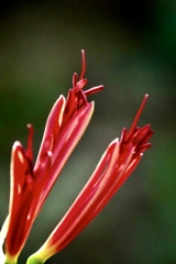 いま。輝くとき