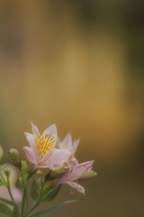 百合水仙