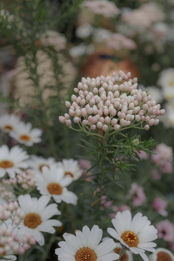 丸の内の花壇