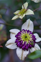 クレマチスはクリスマス？