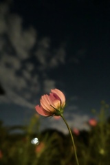 Cosmos