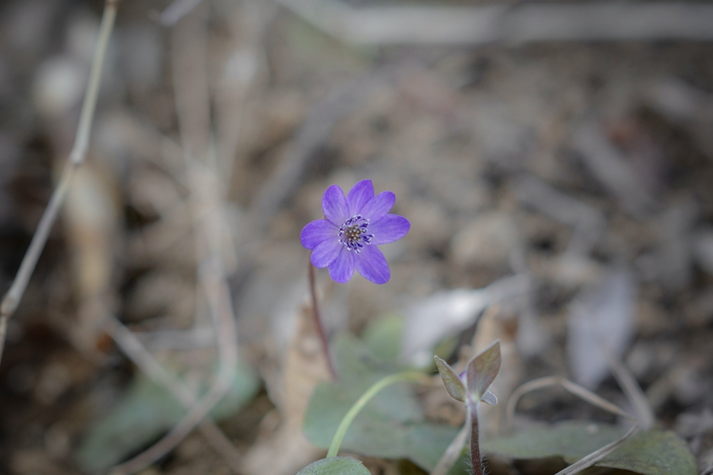 春を探しに散歩道
