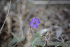 春を探しに散歩道