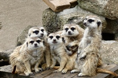 町の動物園