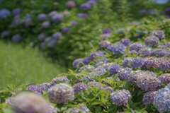 梅雨明けの紫陽花