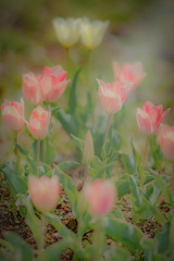 春の花フェスです。ん？ だって春なんだもん♫
