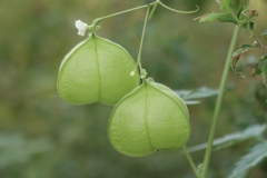 小さなお顔に、大きなお尻(^^)