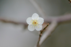 天神様の梅の花