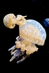 くらげのダンス♪