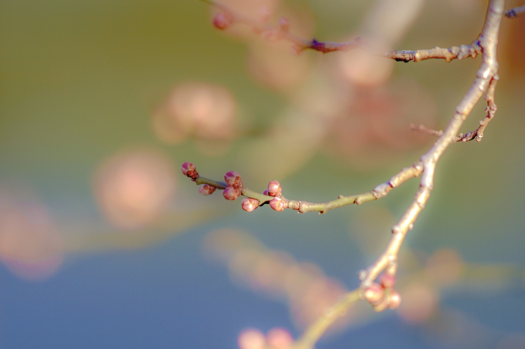 うめの蕾はトロピカル味(^｡^)