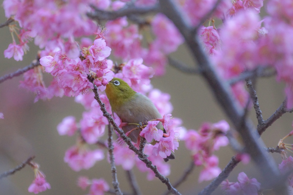 さくらとメジロ
