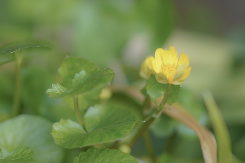 もう一つビタミンどうぞ＾＾