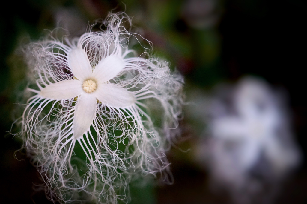 花火