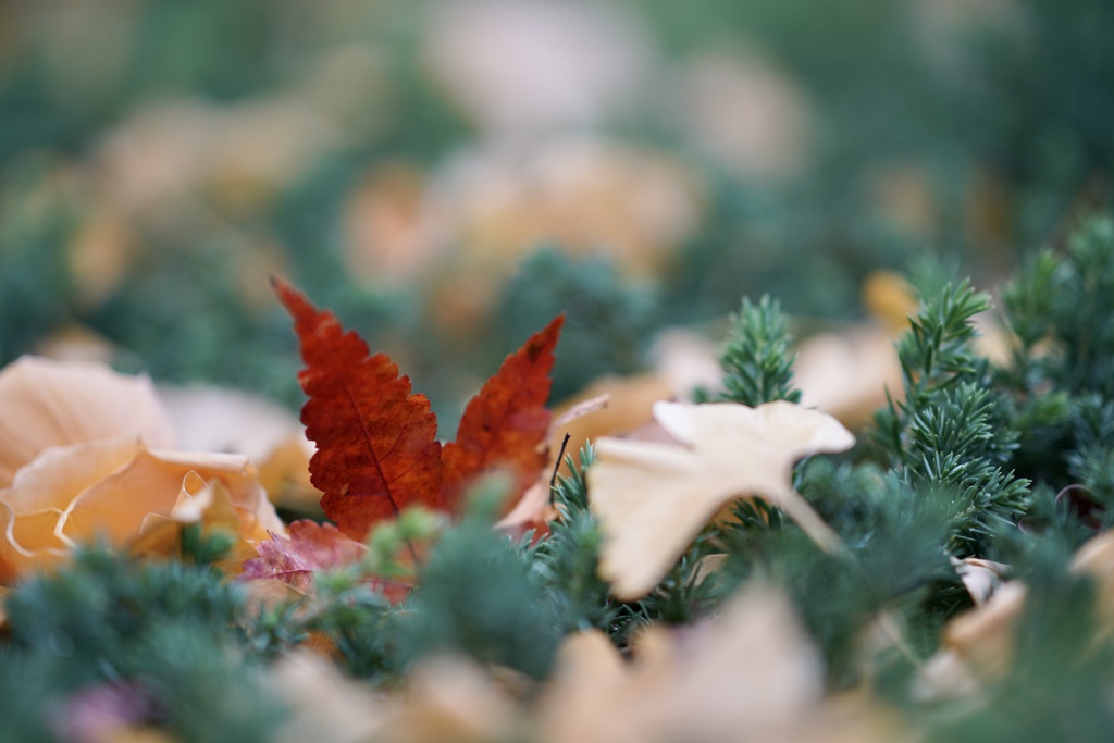 クリスマスの約束