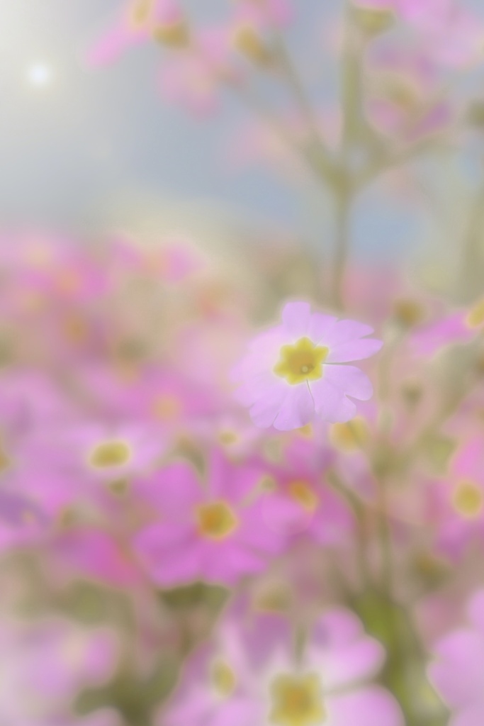 春の色　（赤）