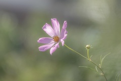 すてきな一人ぼっち