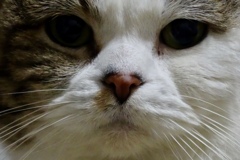 顔認証