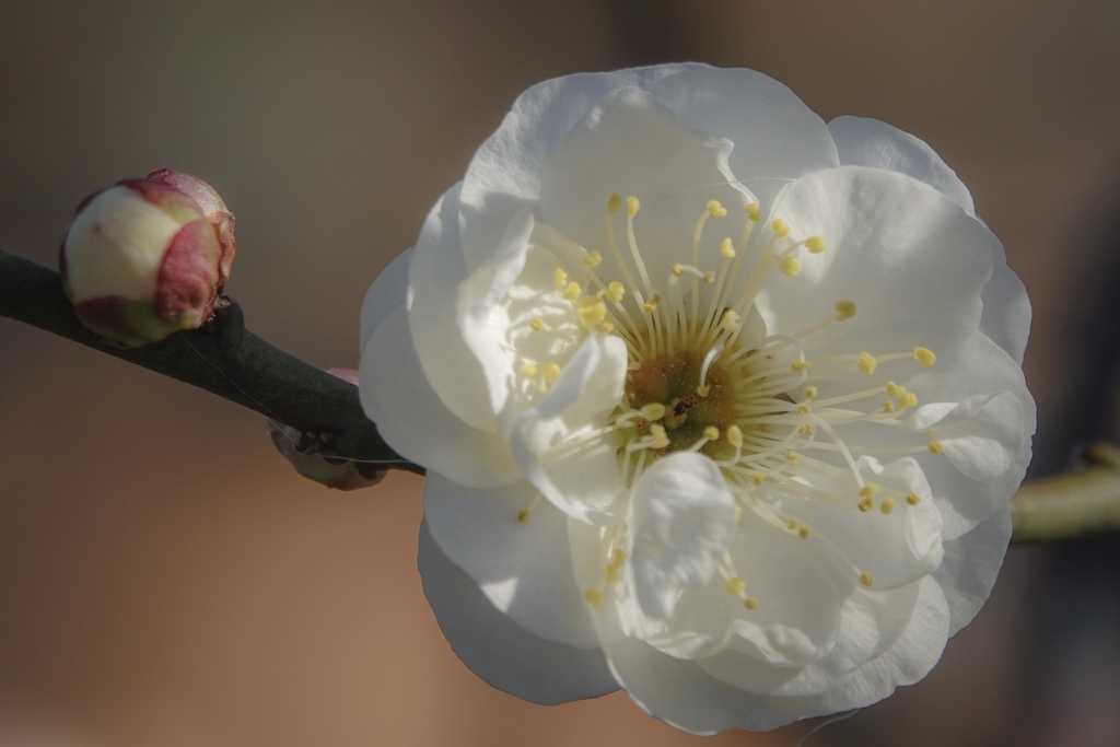 木漏れ日の梅の花