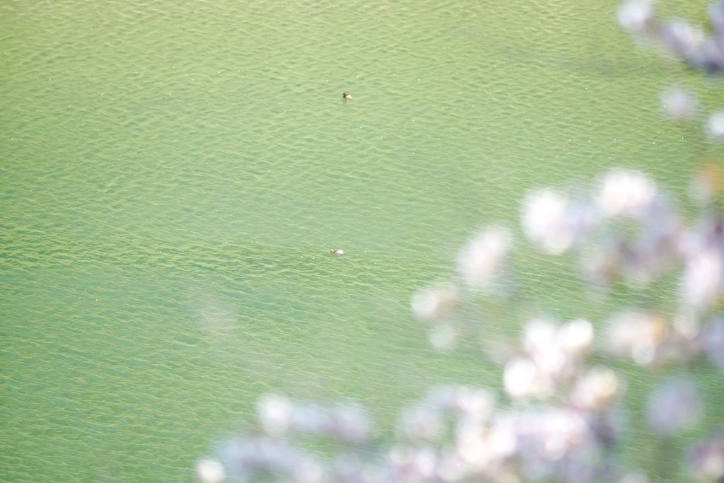 春の1日