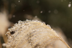 雪だ☆〜(ゝ。∂)