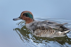 目がかわいい（╹◡╹）