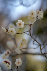 おしゃれな白い梅